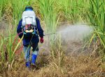 Thuốc diệt cỏ sinh học